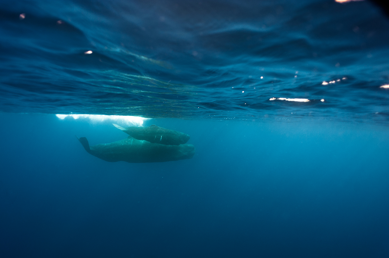 Sperm whale and calf, Banda Sea, Mollucas