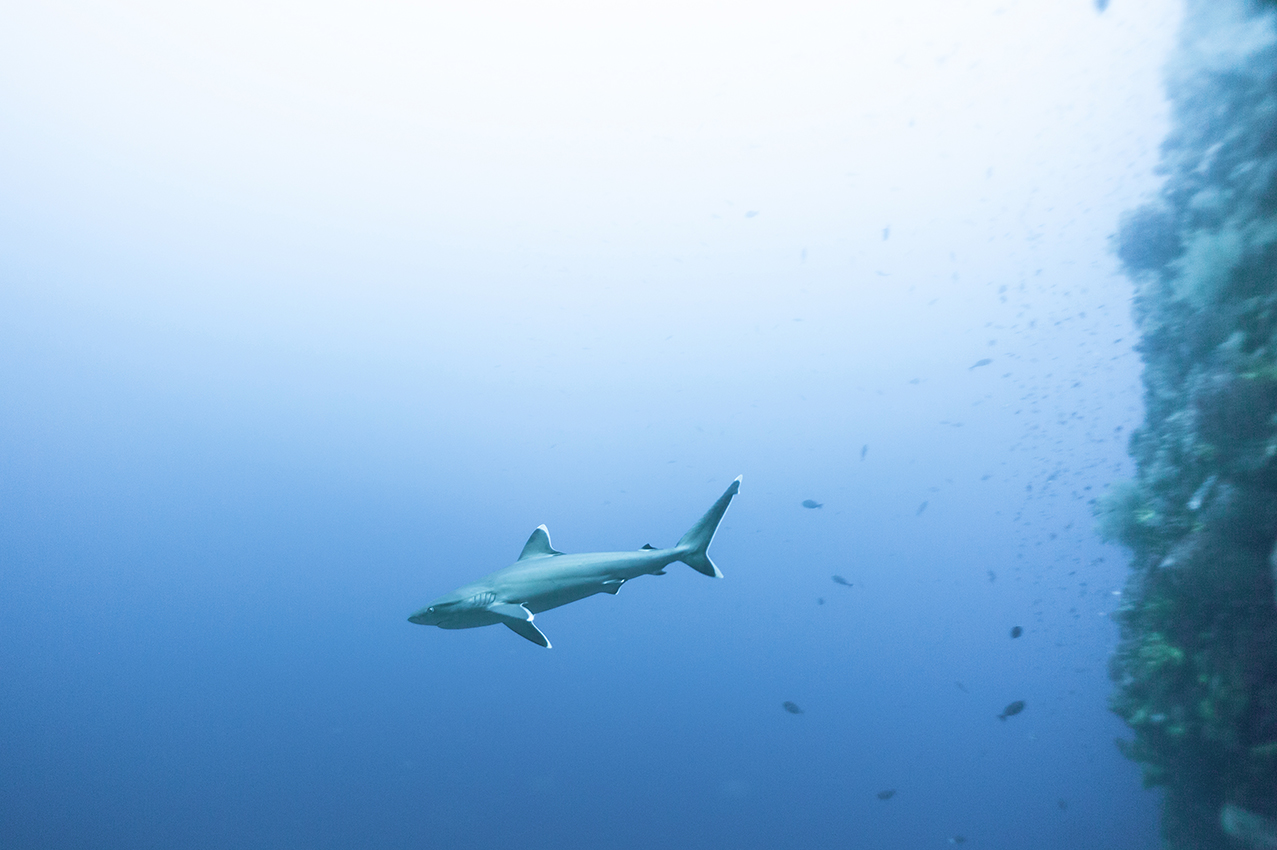 Reef sharks in Wetar island Moluccas