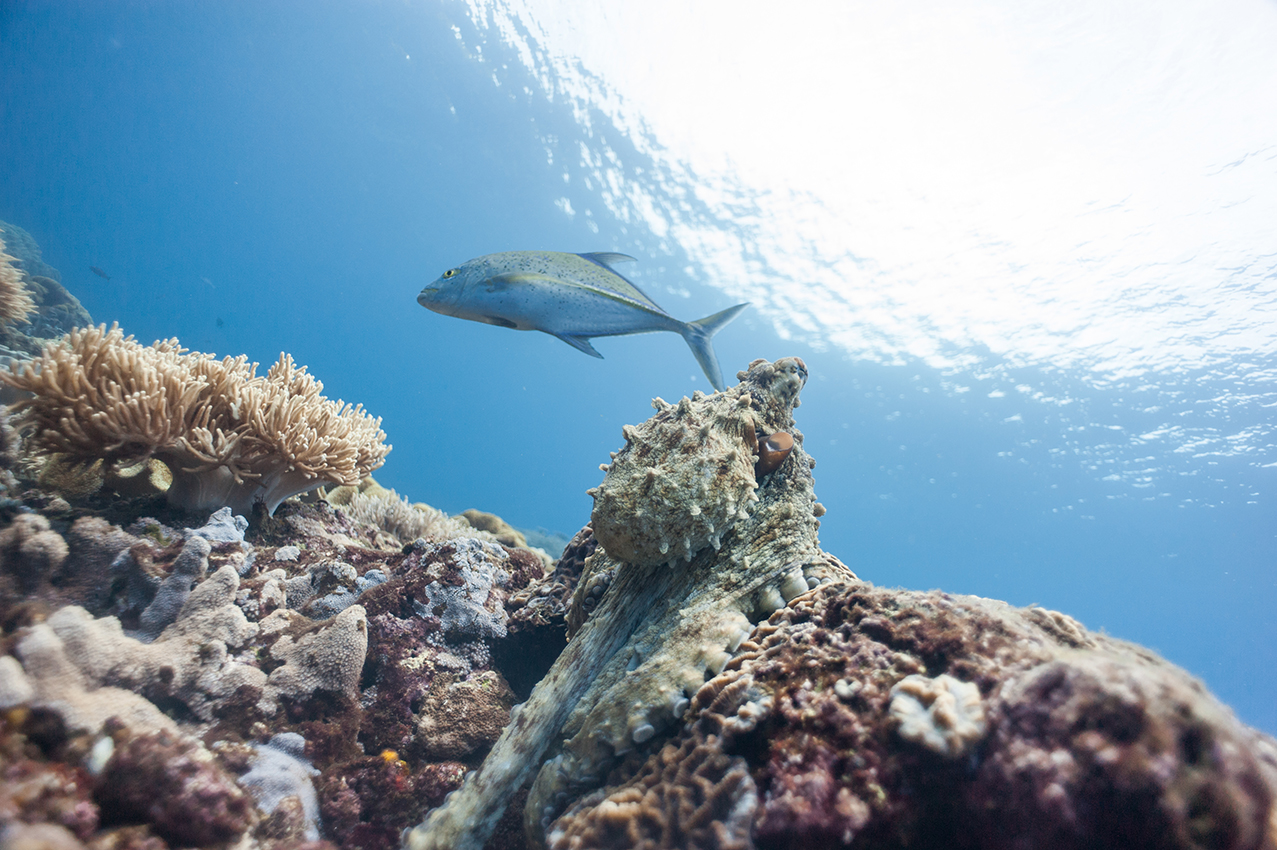 Reef octopus and Bluefin trevally, Manuk island, Moluccas