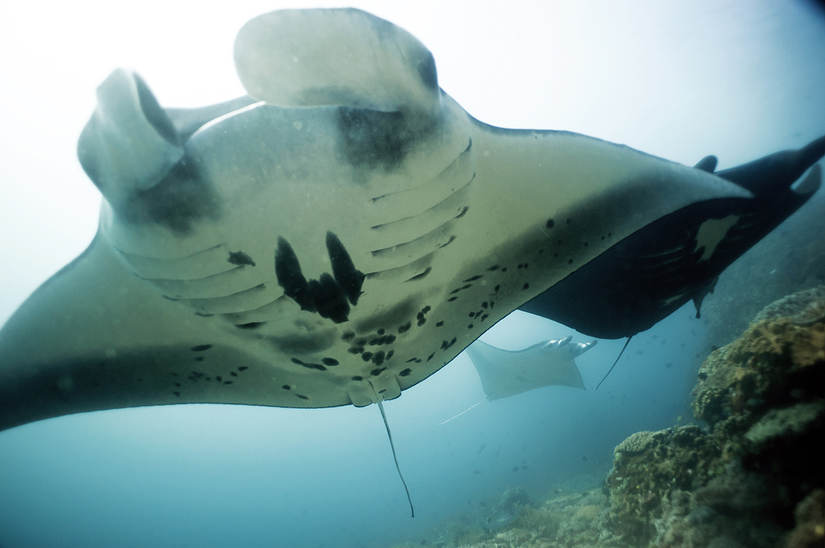 Three manta rays, South Komodo, Komodo national Park