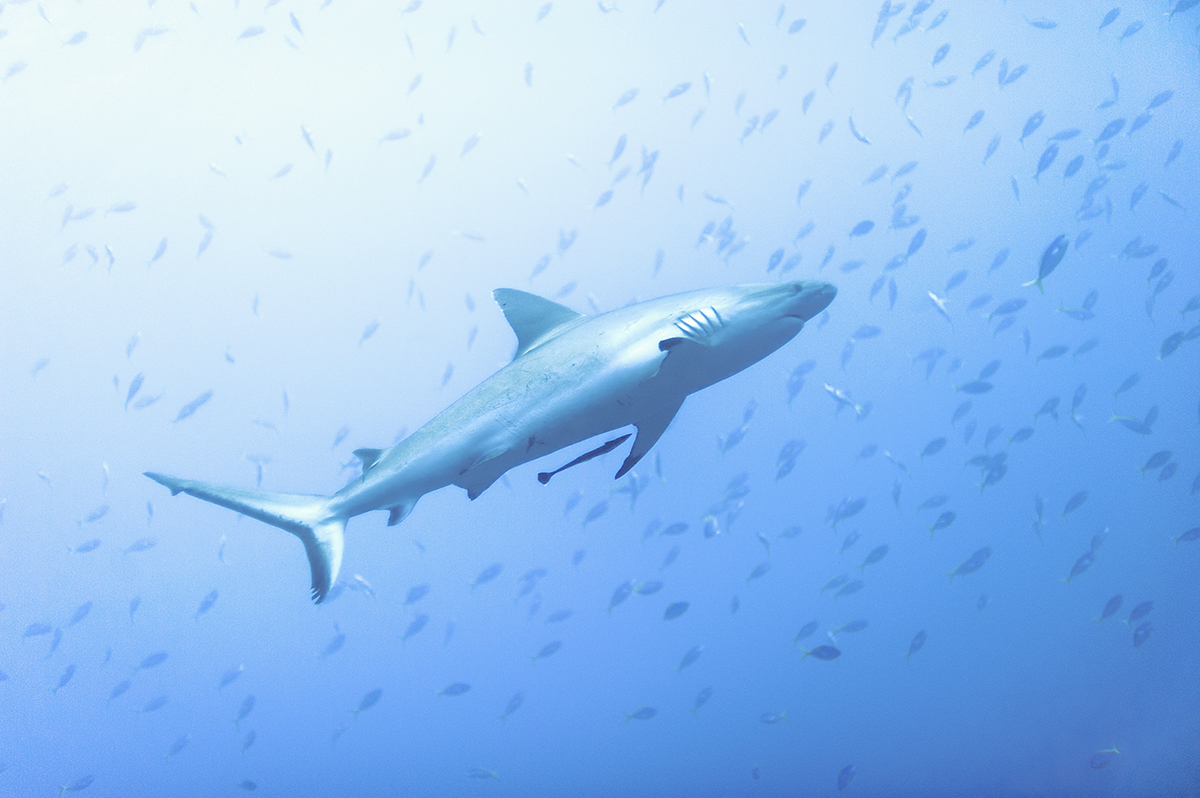 Grey reef shark, Banda Sea, Moluccas