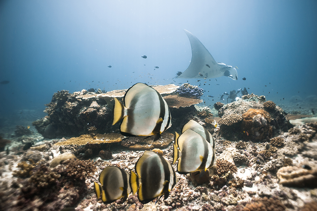 Batfish and Oceanic Manta ray, Momon, West Papua 