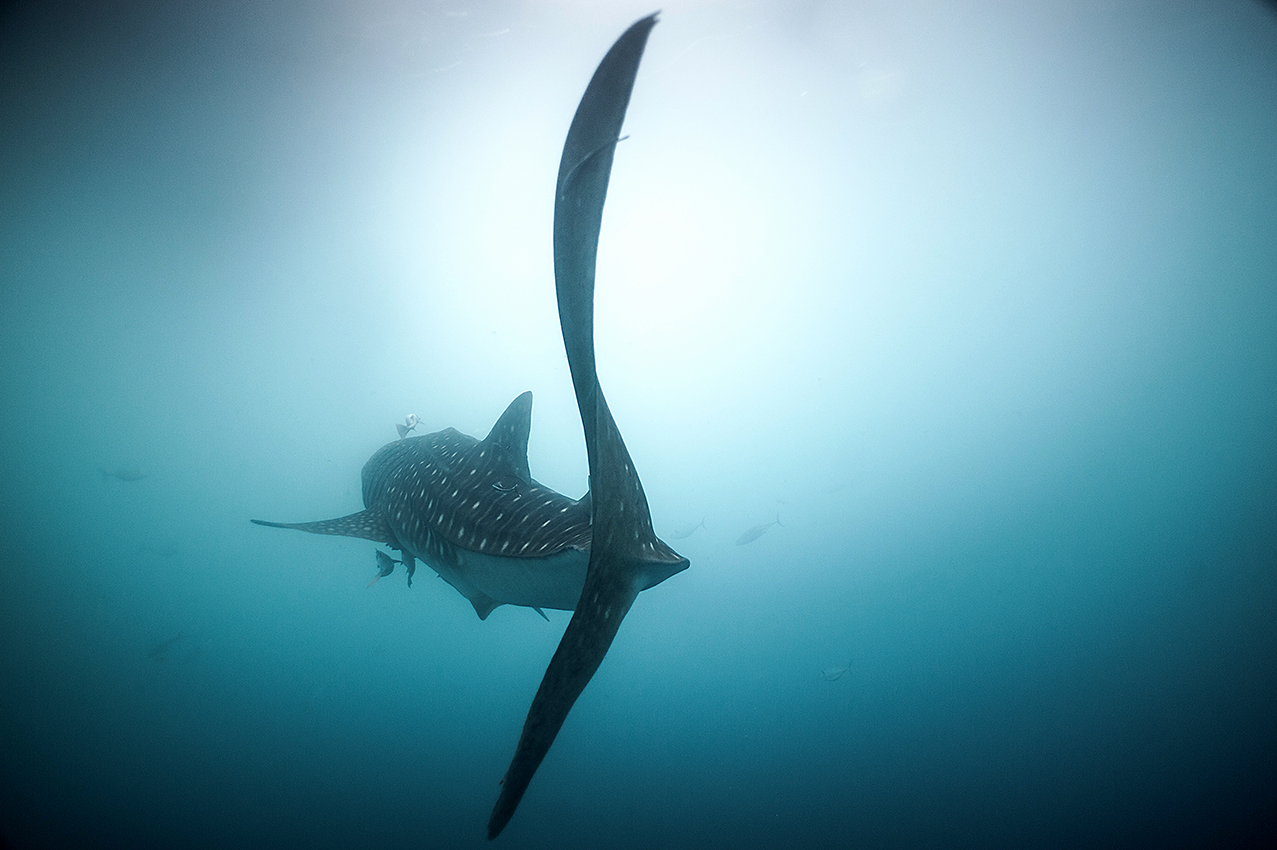 Whale shark, Namatota, West Papua
