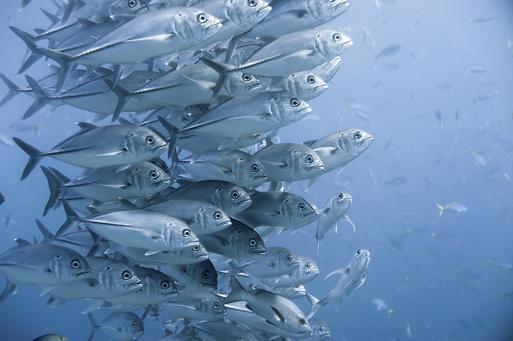 Big eyes trevally, Komodo national Park