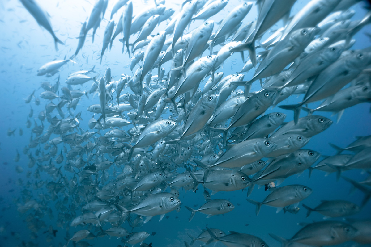 Bigeyes trevally school, Raja Ampat, West Papua