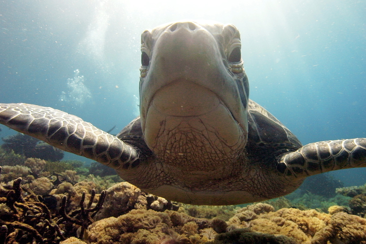 Green Turtle, Komodo national park