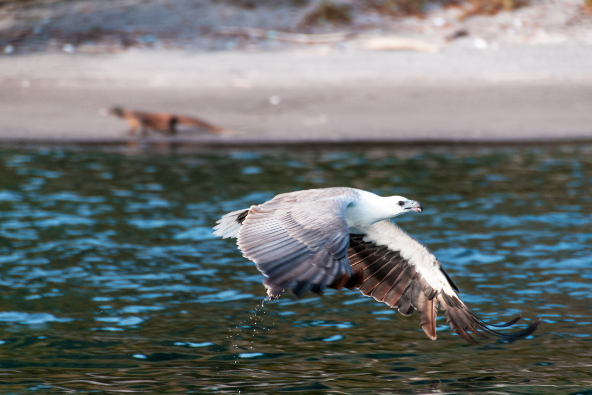 Sea eagle and dragon, in Komodo national park