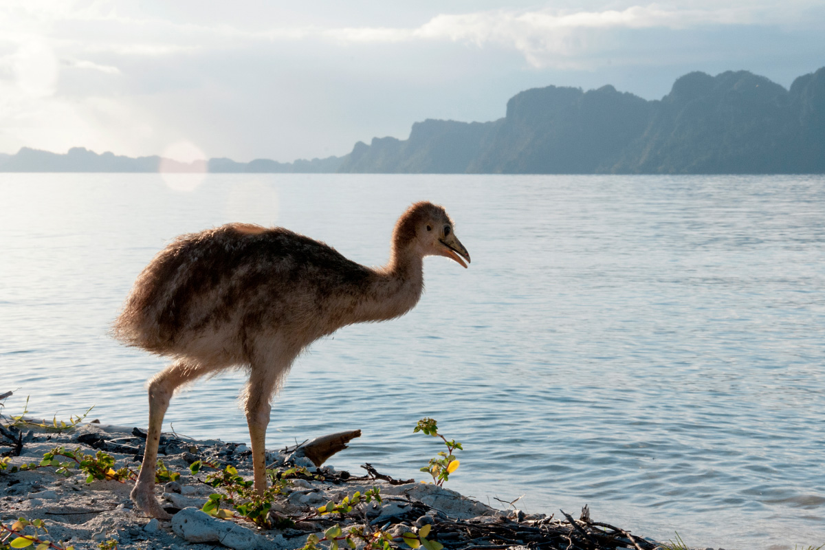 Juvenile Cassowary, Raja Ampat, West Papua