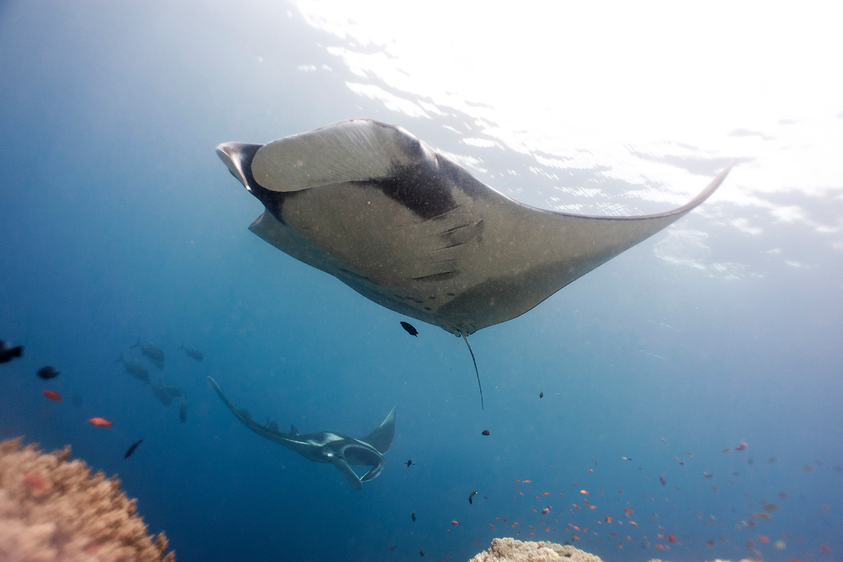 Oceanic manta in Missol, Raja Ampat, West Papua